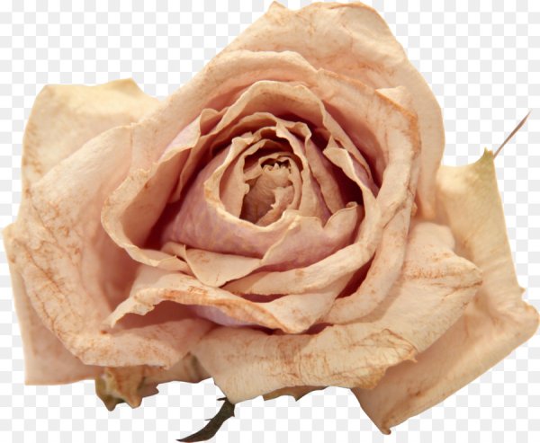 Коричневые цветы на прозрачном фоне