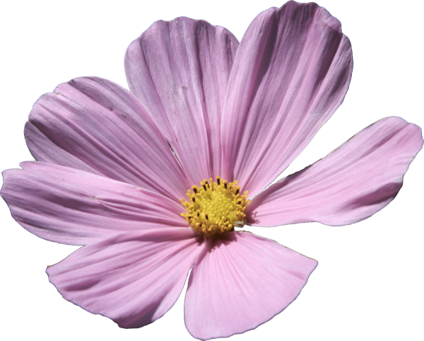 Цветы космеи на прозрачном