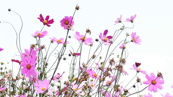 Полевые цветы на прозрачном фоне