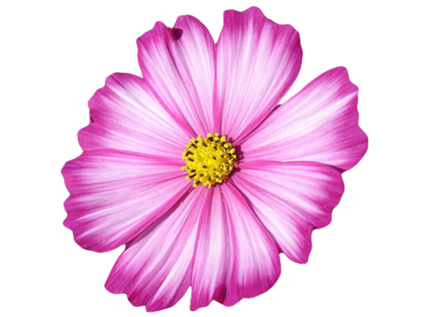 Космея цветок на белом фоне