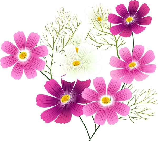 Космея цветок рисование в старшей группе