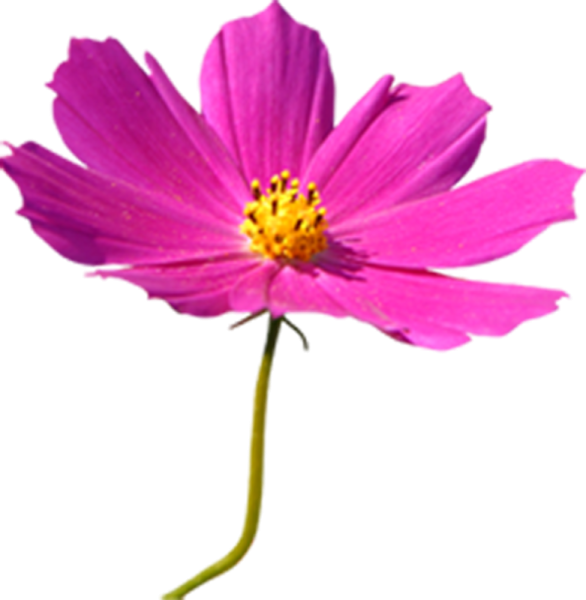 Космея на белом фоне