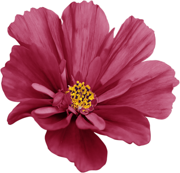 На прозрачном космея