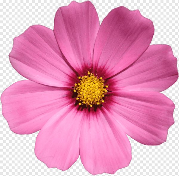 Цветы сверху