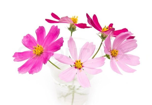 Космея дваждыперистая на белом фоне