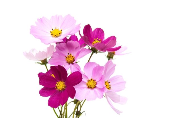 Космея Солнечная желтая