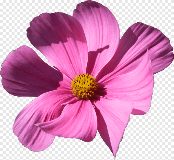 Цветок космея вектор