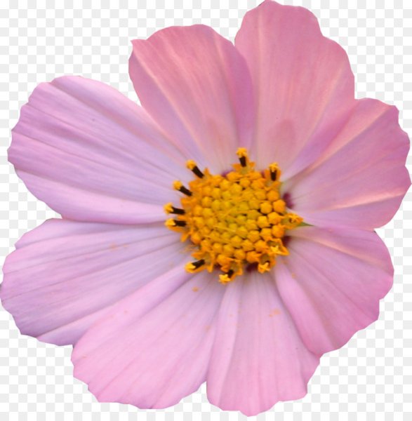 Мелкие одиночные цветочки