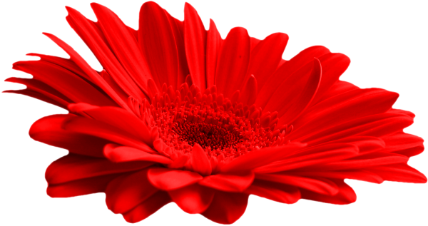 Красная Гербера на прозрачном фоне