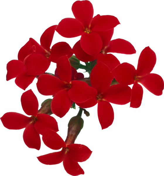 Красные цветы на прозрачном фоне