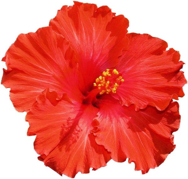Hibiscus Flower