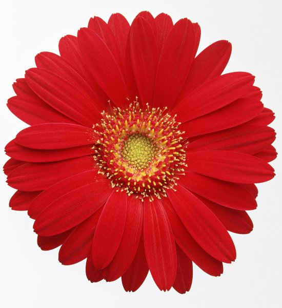 Гербера Дейзи