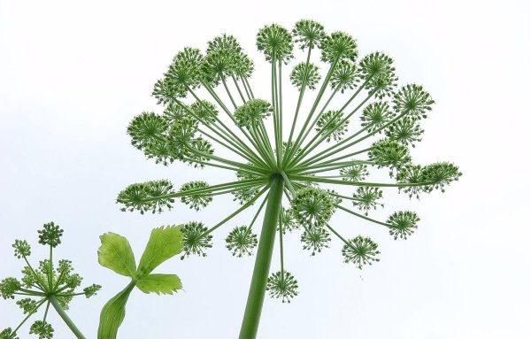 Курай растение в Башкирии