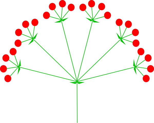 Тип соцветия сложный зонтик