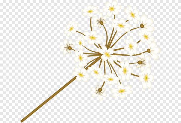 Цветок курая на белом фоне