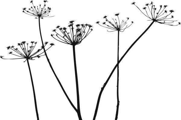 Борщевик вектор