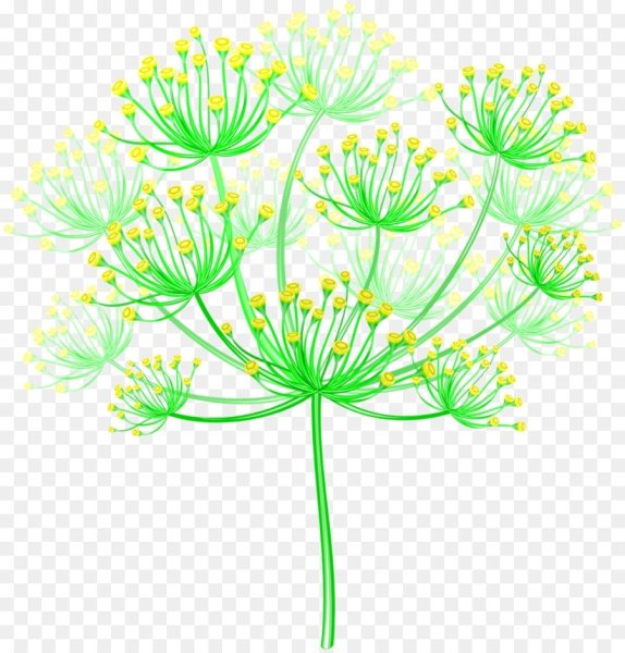 Укроп на прозрачном фоне