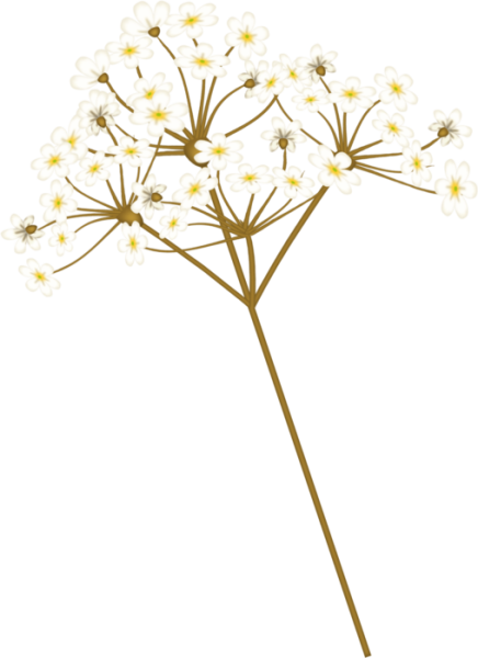 Курай растение