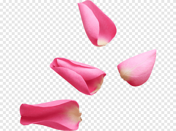 Лепесток тюльпана