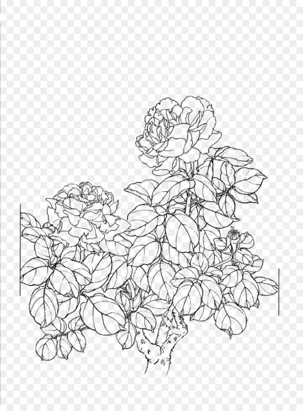 Векторные контурные цветы