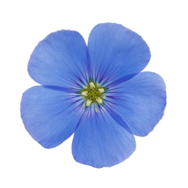 Цветок льна на белом фоне