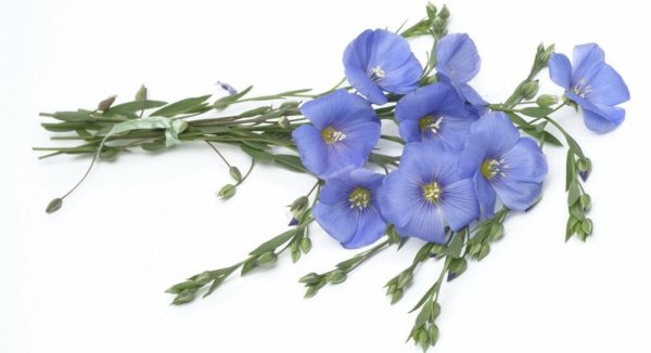 Лен на белом фоне