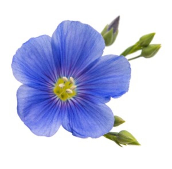 Цветок льна на белом фоне