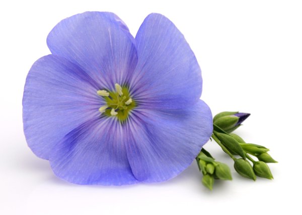 Лен на белом фоне