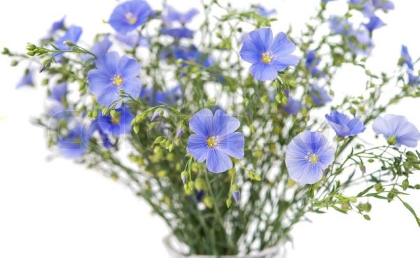 Цветок льна на белом фоне