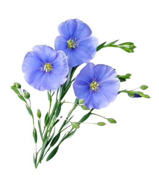 Лен многолетний на белом фоне