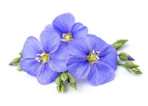 Цветочки льна на белом фоне