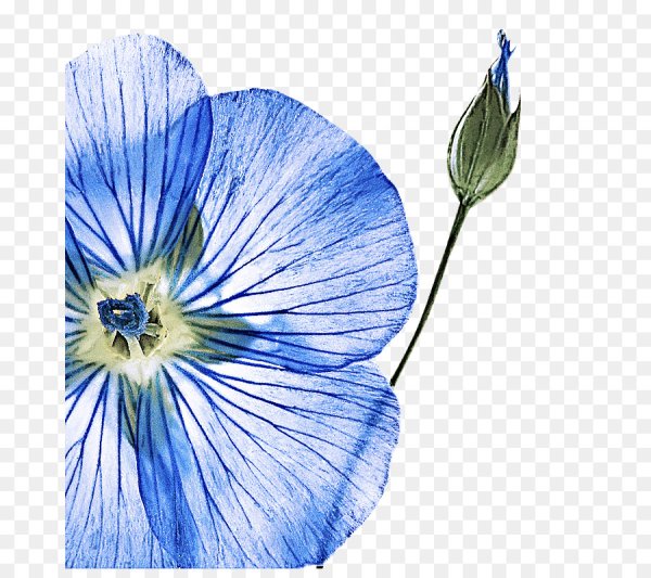 Цветок льна на белом фоне