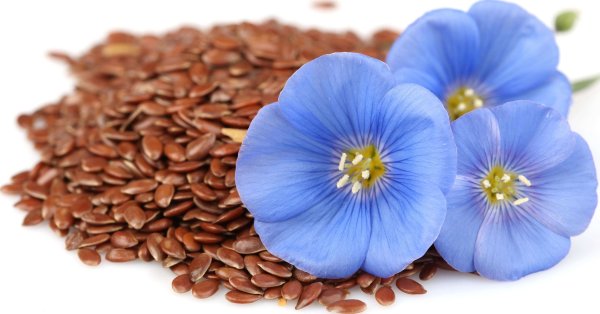 Лен ВНИИМК 620