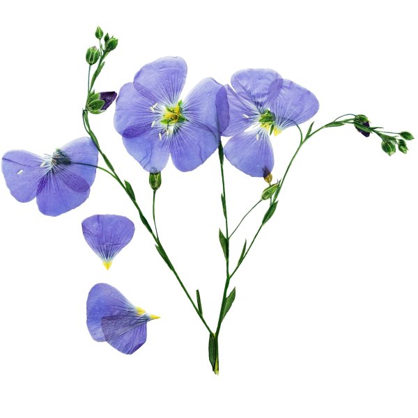 Лен растение на белом фоне