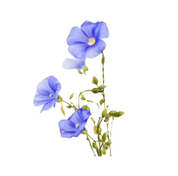 Лен на прозрачном фоне