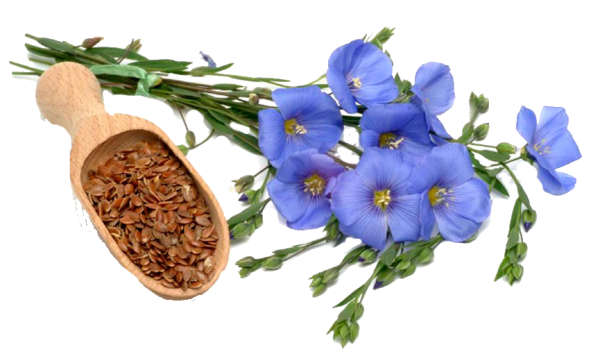 Льняные цветы