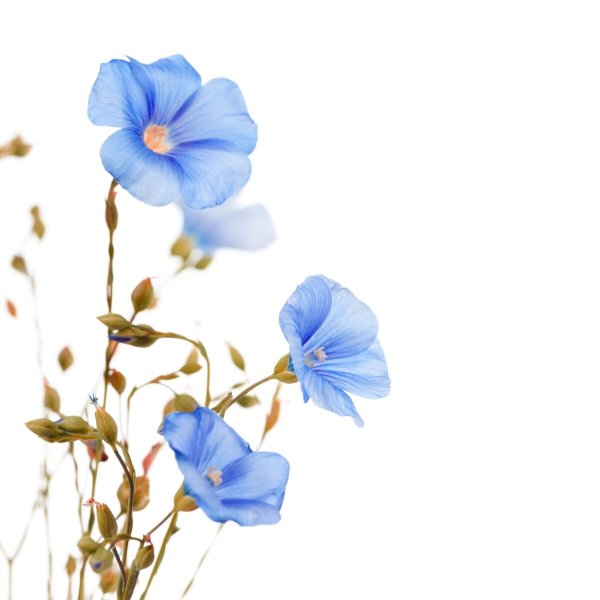 Цветок льна на белом фоне