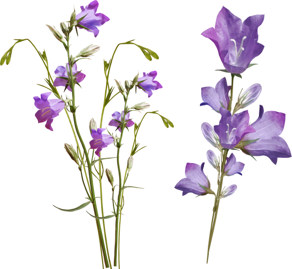 Кампанула фиолетовая срезка