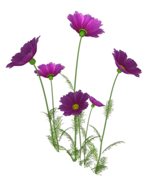 Полевые цветы на прозрачном фоне