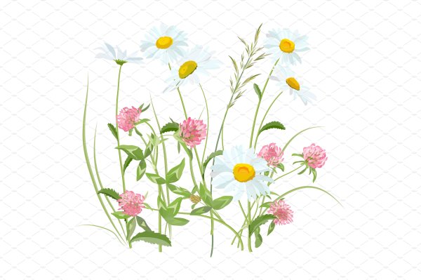 Полевые цветы