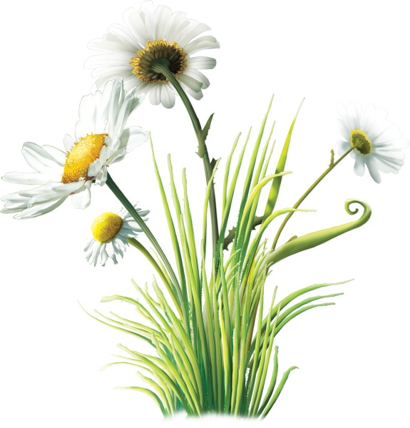 Полевые цветы на прозрачном фоне