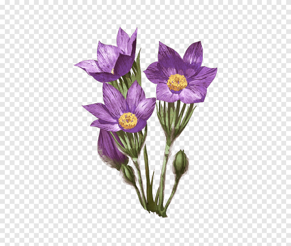 Прострел сон трава рисунок