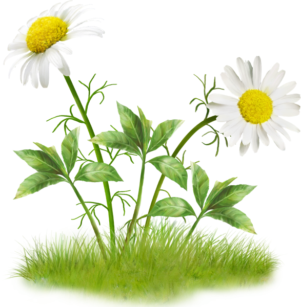 Луговые цветы на прозрачном фоне