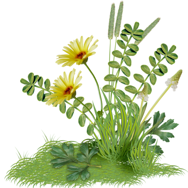 Цветы Лесные без фона