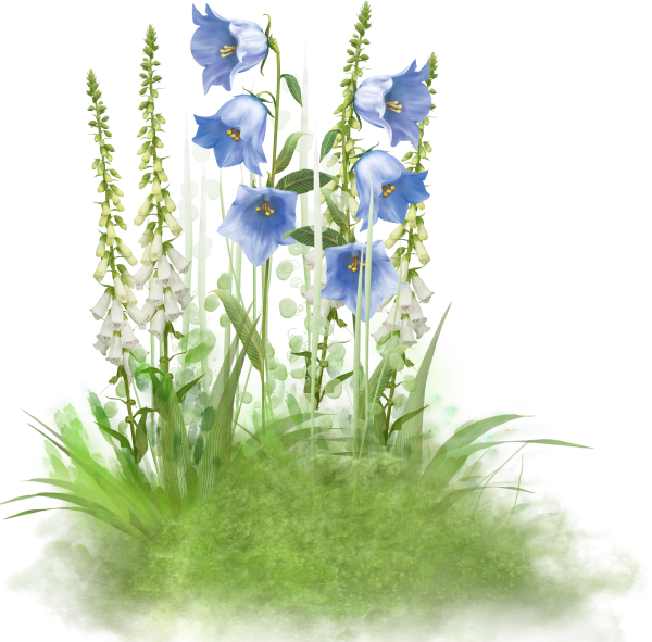 Полевые цветы для фотошопа