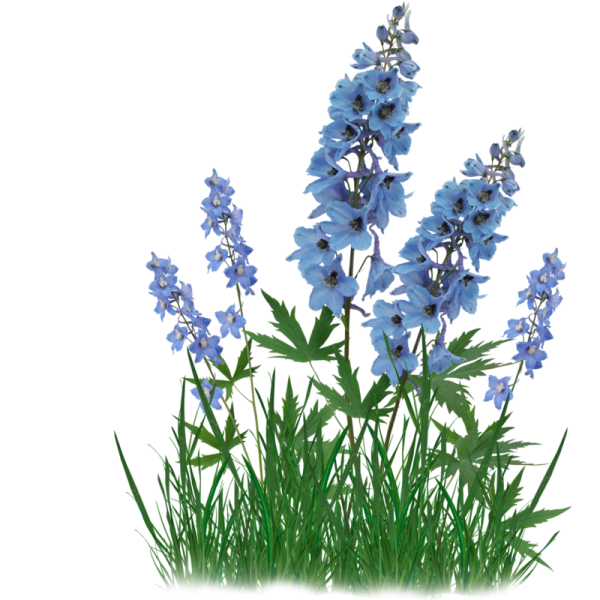 Дельфиниум хохлатка