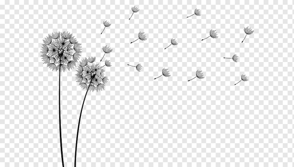 Цветы Минимализм без фона