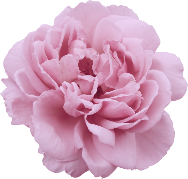Пиони Пинк Peony Pink роза