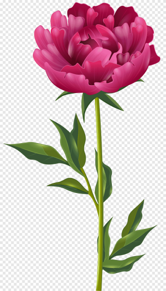 Цветок со стеблем без фона