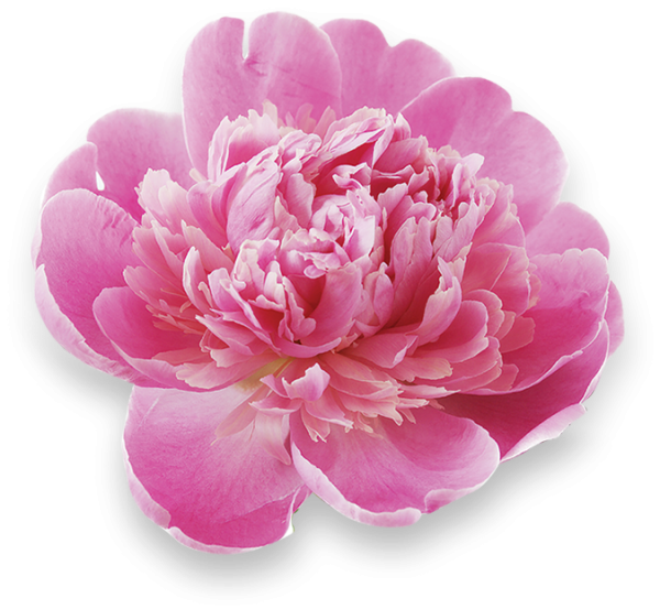 Пионы и манго